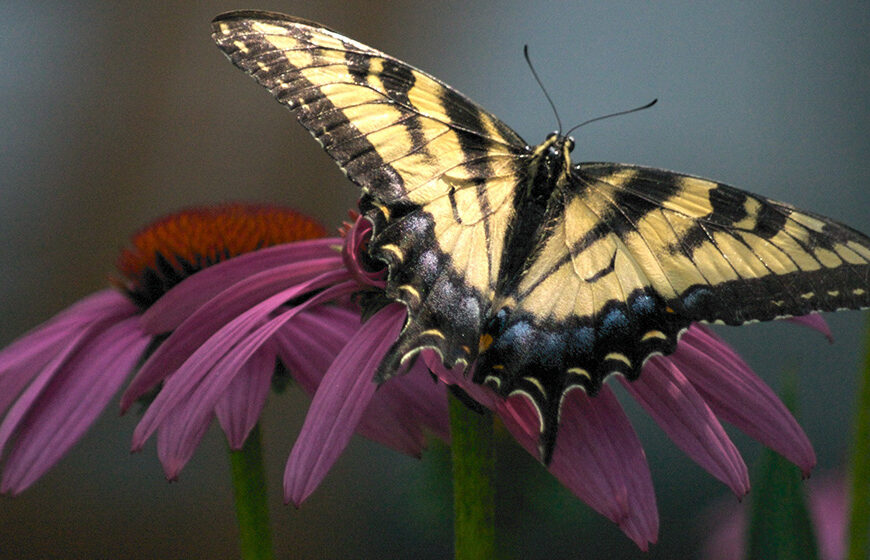 Es veritat que tothom diu mentides?